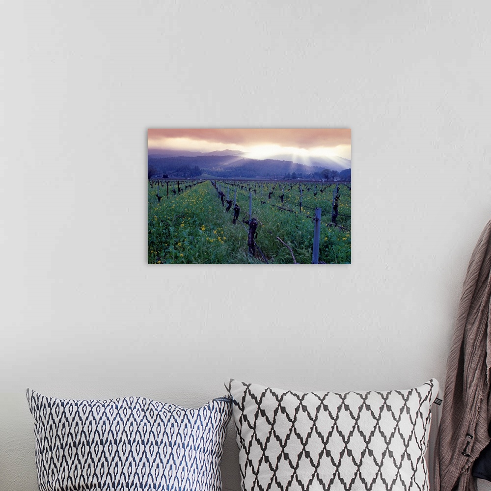 A bohemian room featuring Large photo print of a vineyard with rolling mountains in the background and sun shining through ...