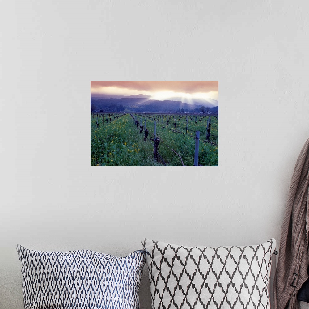 A bohemian room featuring Large photo print of a vineyard with rolling mountains in the background and sun shining through ...