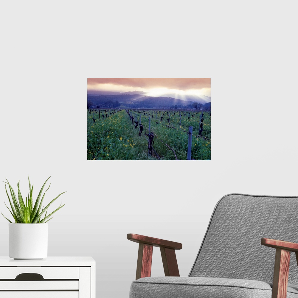 A modern room featuring Large photo print of a vineyard with rolling mountains in the background and sun shining through ...