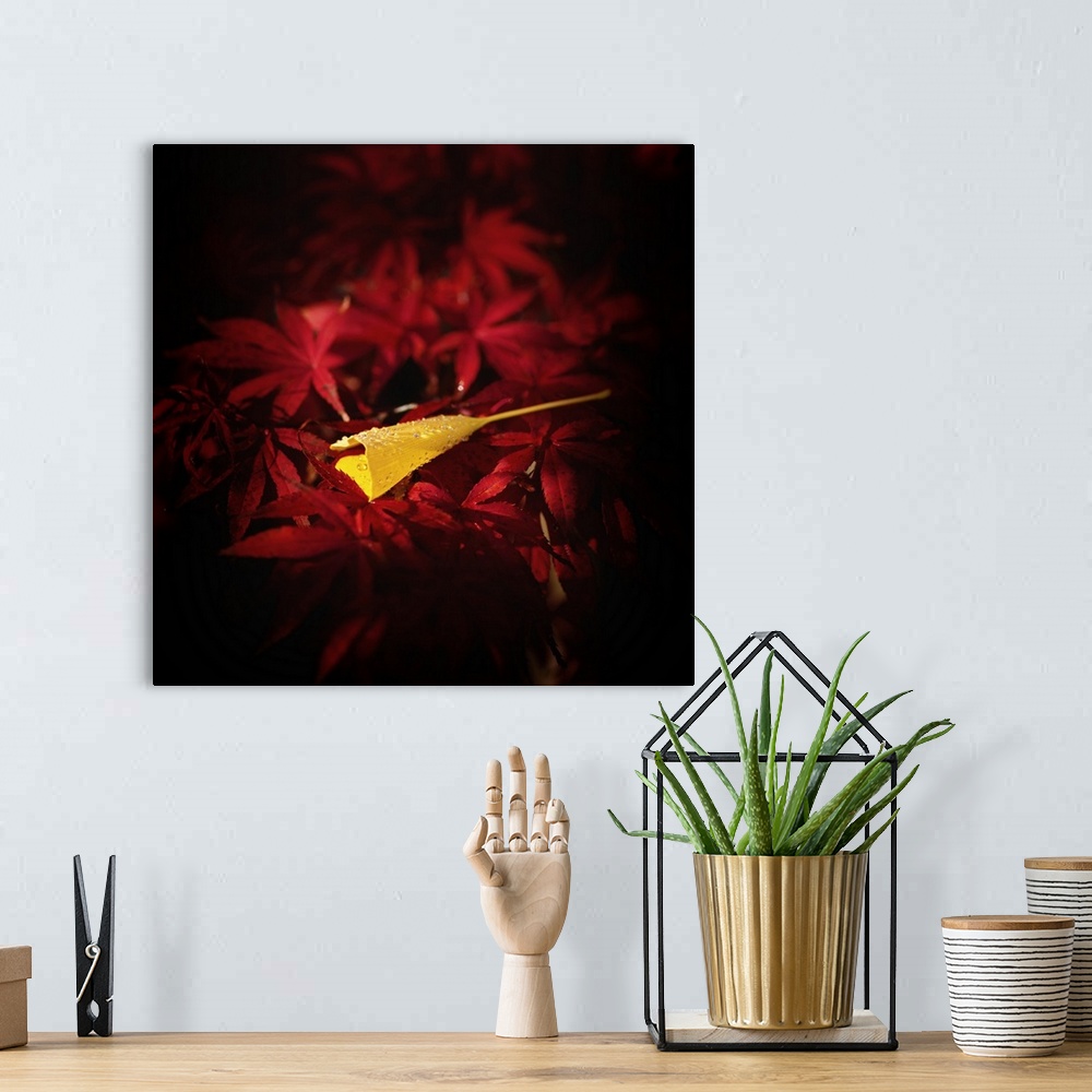 A bohemian room featuring Fine art photograph of a single yellow ginkgo leaf on a bed of red maple leaves.