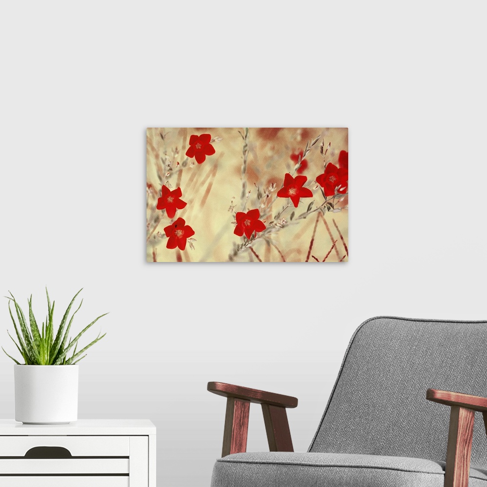 A modern room featuring Small red flowers in a meadow