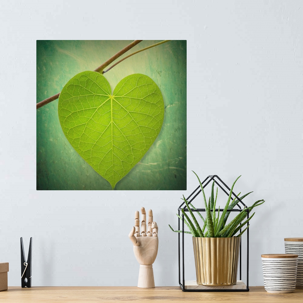 A bohemian room featuring This decorative accent is a photograph of single leaf shaped like a heart on a twig against an ou...