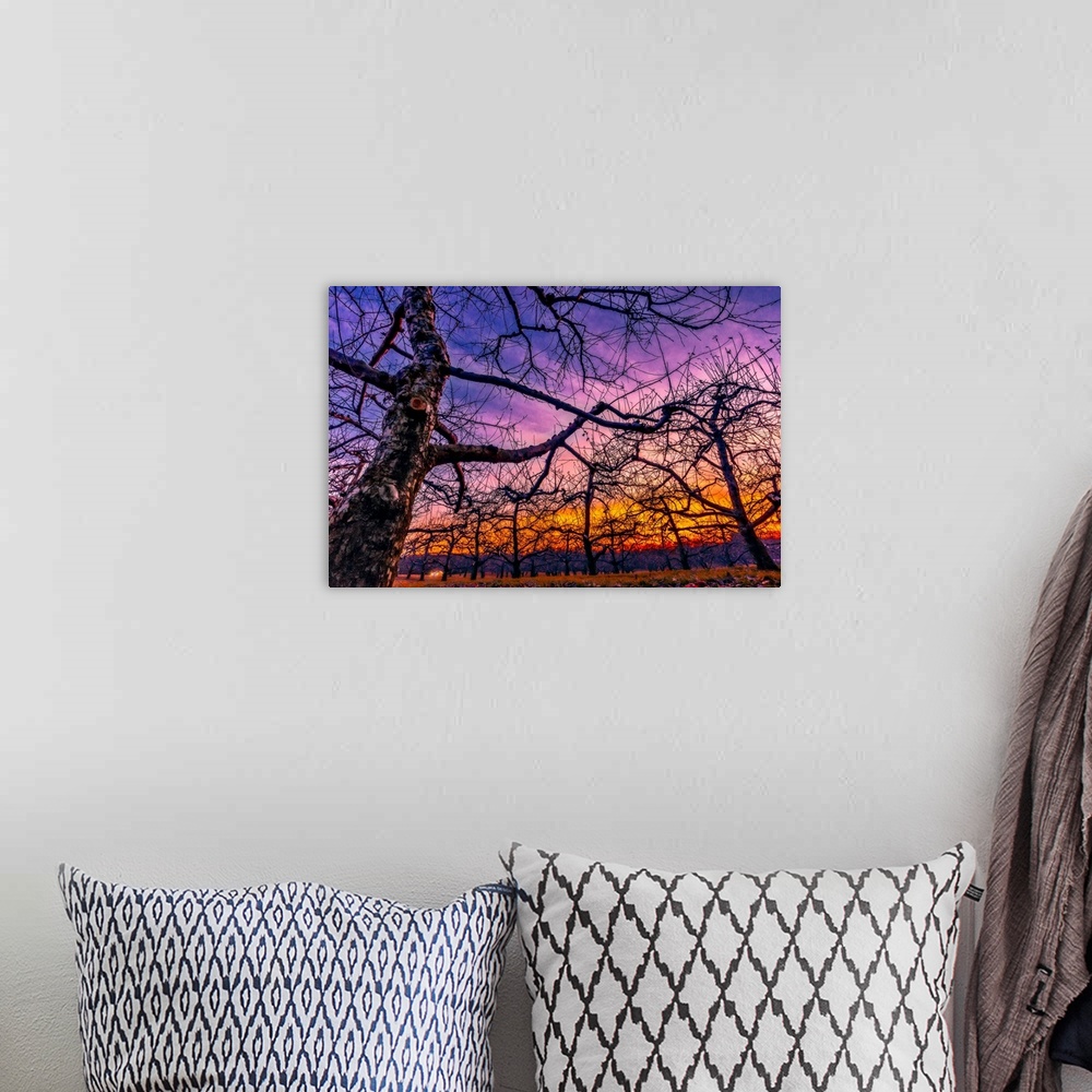 A bohemian room featuring Bare tree branches intersecting against a purple and orange sunset sky.