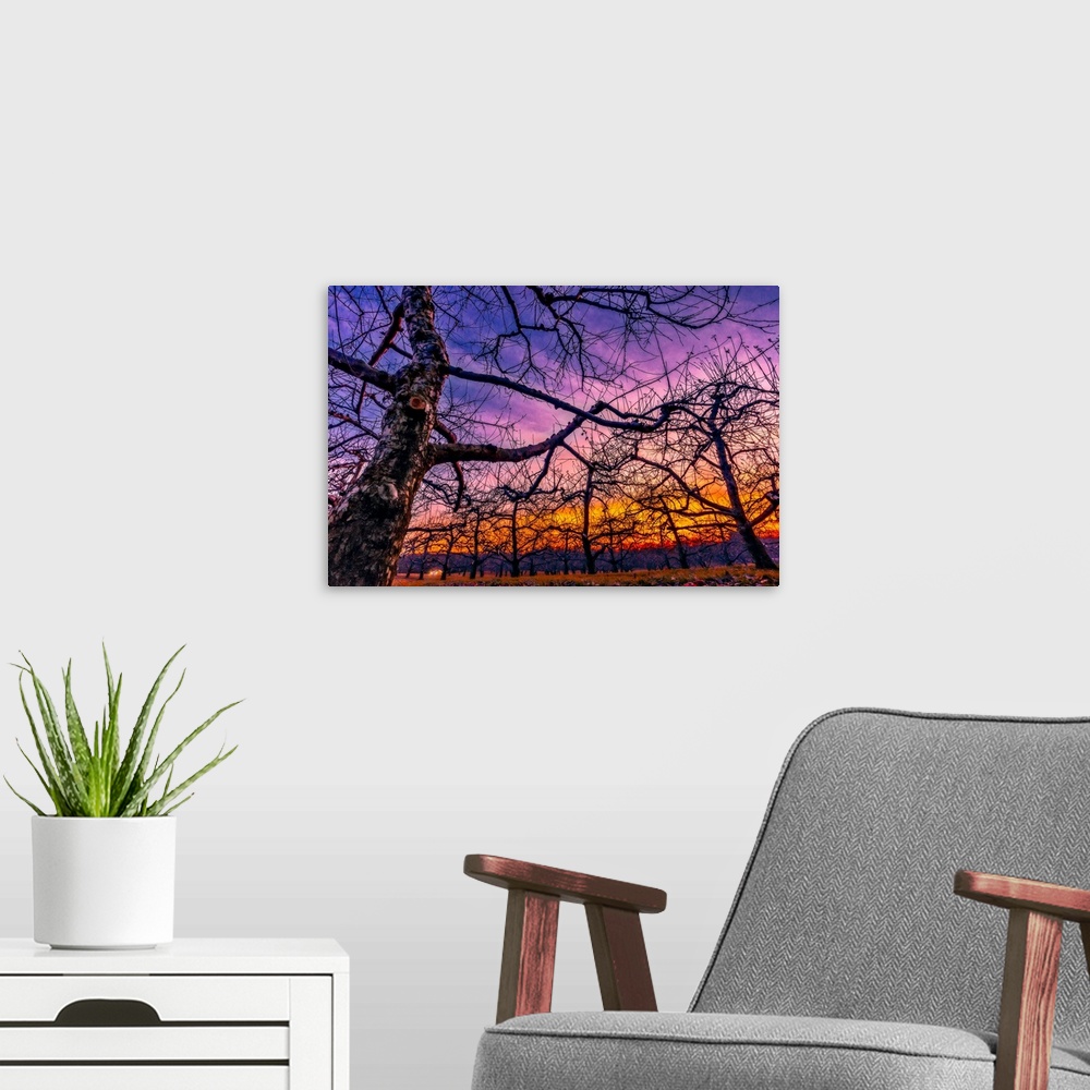 A modern room featuring Bare tree branches intersecting against a purple and orange sunset sky.