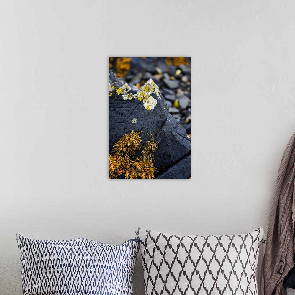 A bohemian room featuring Fine art photo of round fungus growing on a sharp rock in a forest.