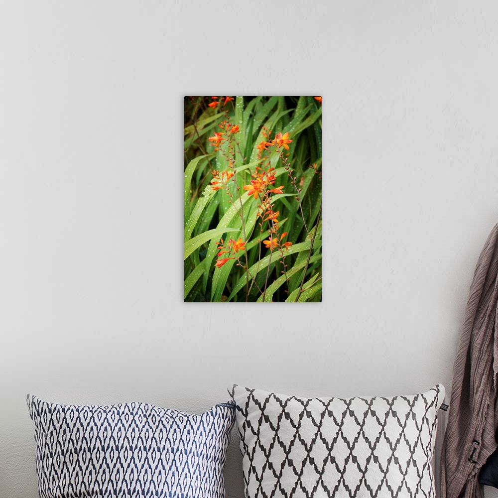 A bohemian room featuring Fine art photo of blades of grass leaning in the wind with small orange flowers.