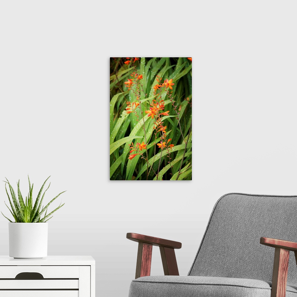 A modern room featuring Fine art photo of blades of grass leaning in the wind with small orange flowers.