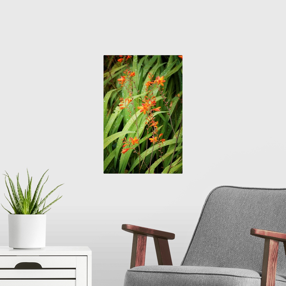 A modern room featuring Fine art photo of blades of grass leaning in the wind with small orange flowers.