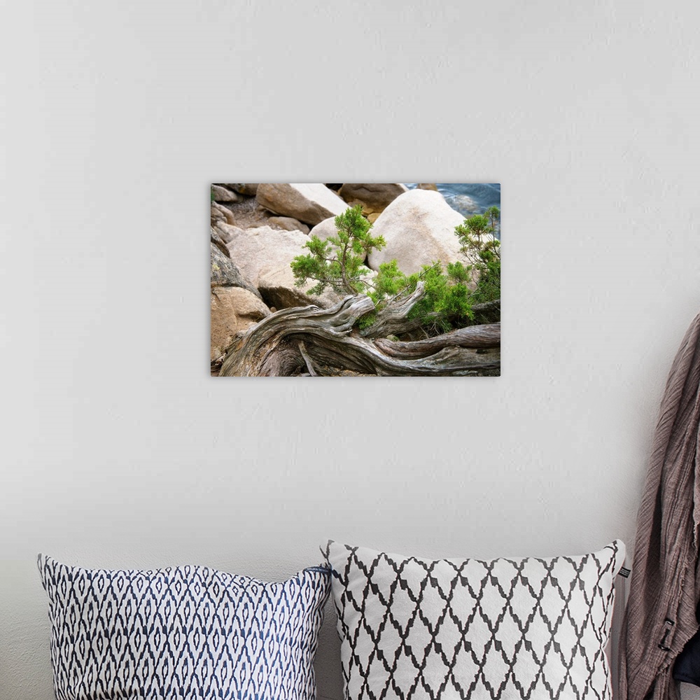 A bohemian room featuring A photograph of a piece of driftwood laying with boulders.