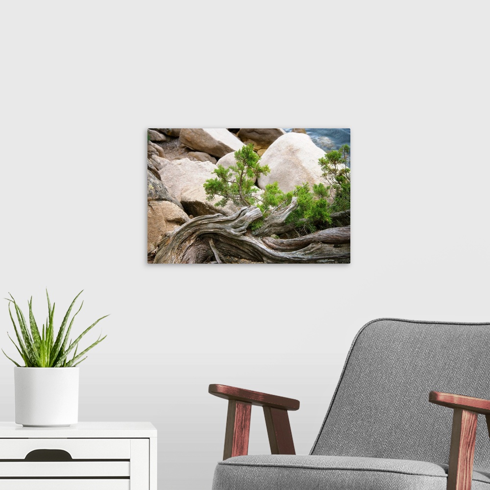 A modern room featuring A photograph of a piece of driftwood laying with boulders.