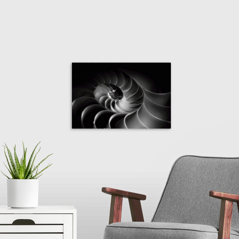 A modern room featuring A black and white macro photograph of a nautilus shell cross section.