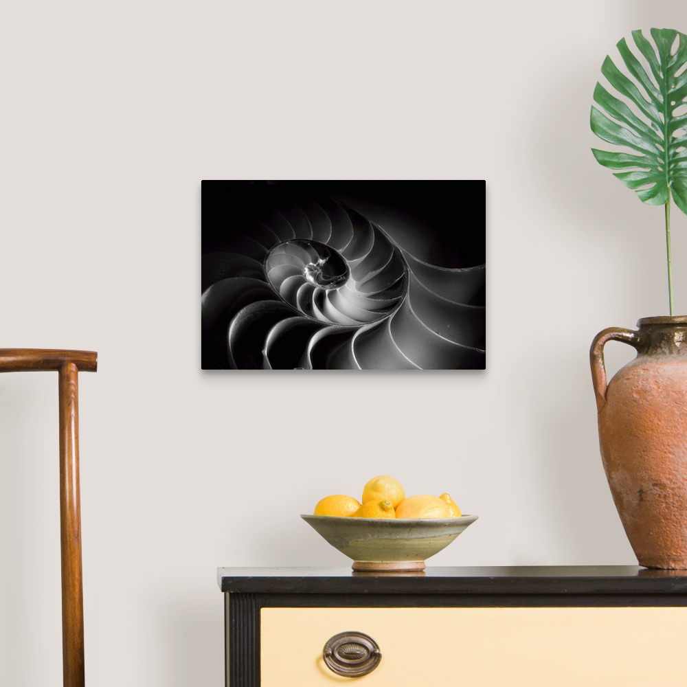 A traditional room featuring A black and white macro photograph of a nautilus shell cross section.