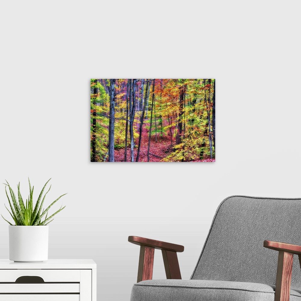 A modern room featuring A photograph of a forest in autumn foliage.