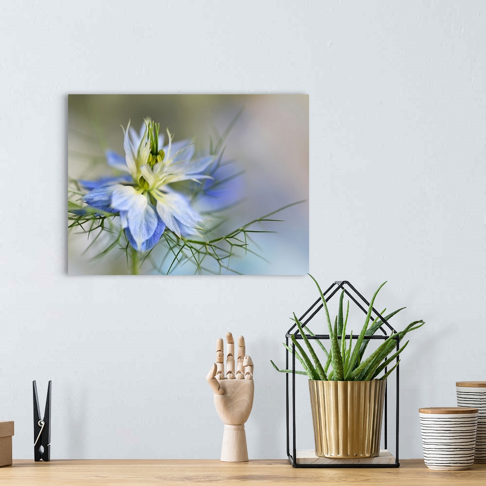 A bohemian room featuring Photograph of a beautiful blue and white flower with spiky green thorns below.