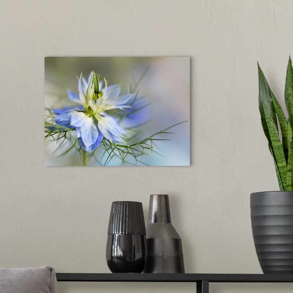 A modern room featuring Photograph of a beautiful blue and white flower with spiky green thorns below.