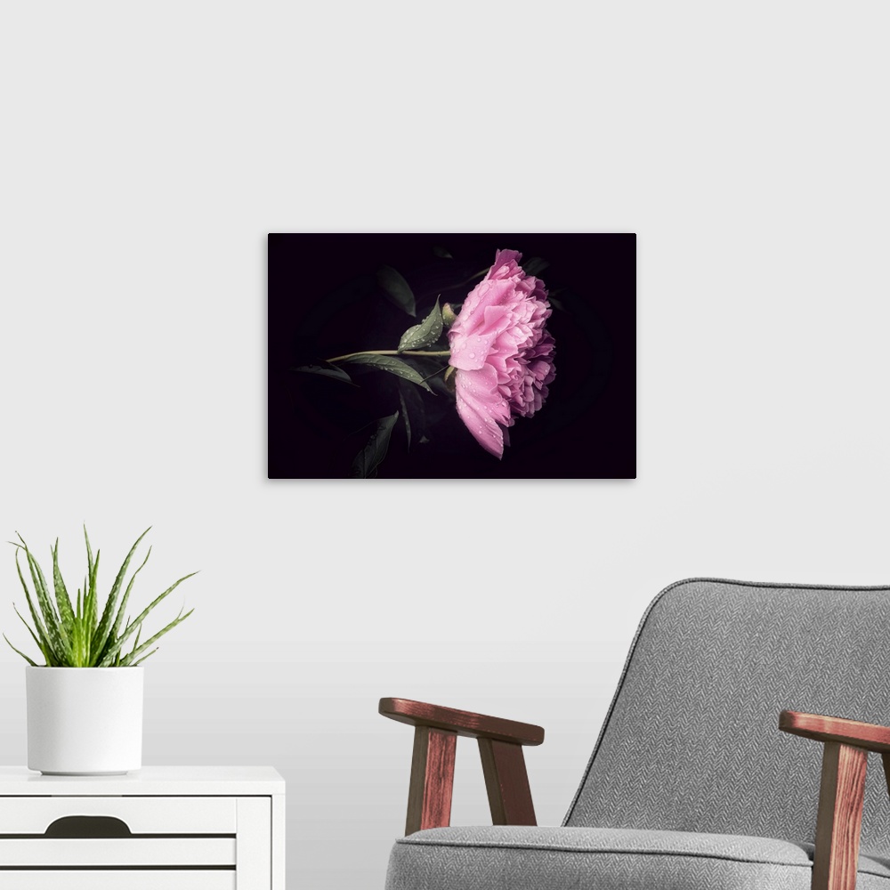 A modern room featuring A peony close-up with dew