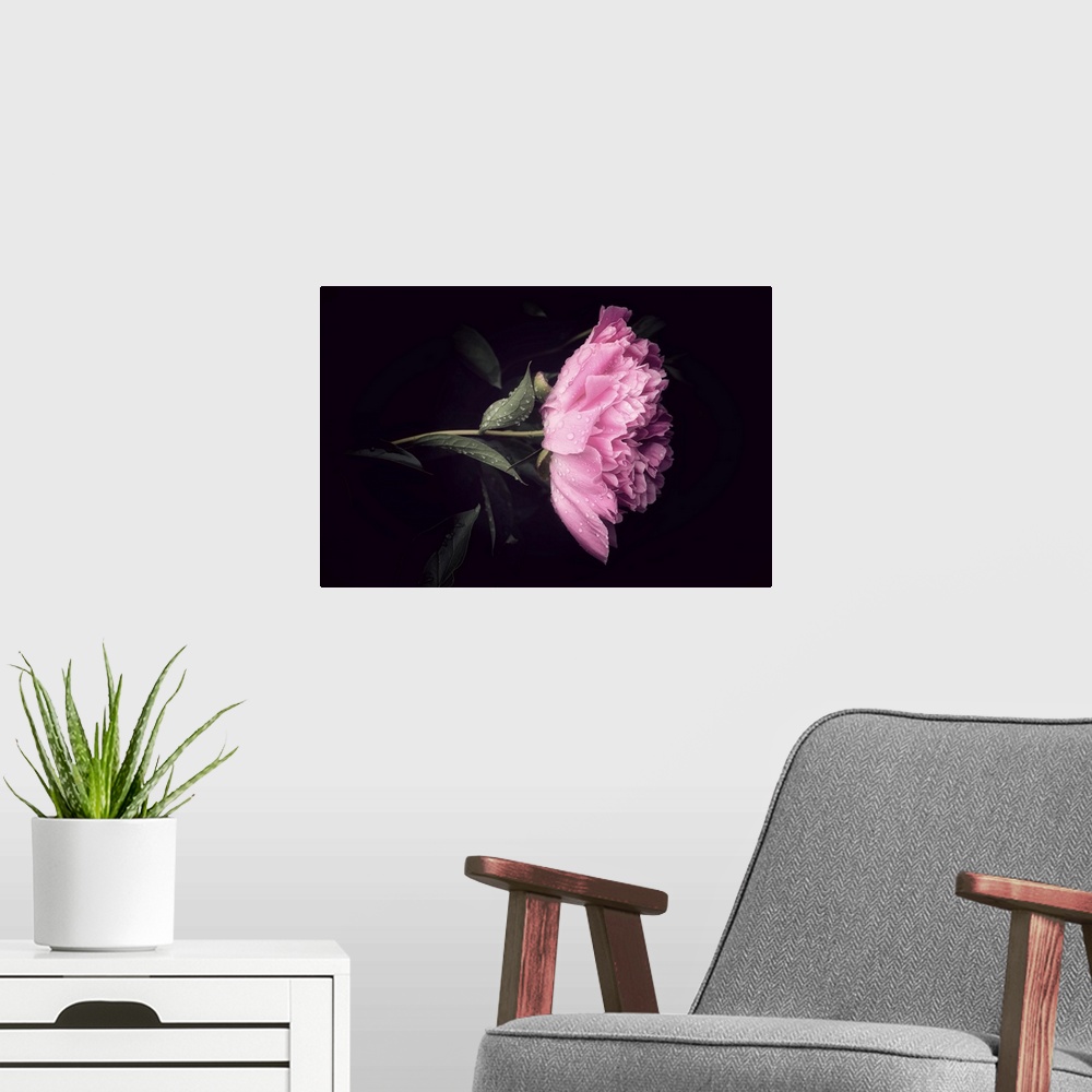 A modern room featuring A peony close-up with dew