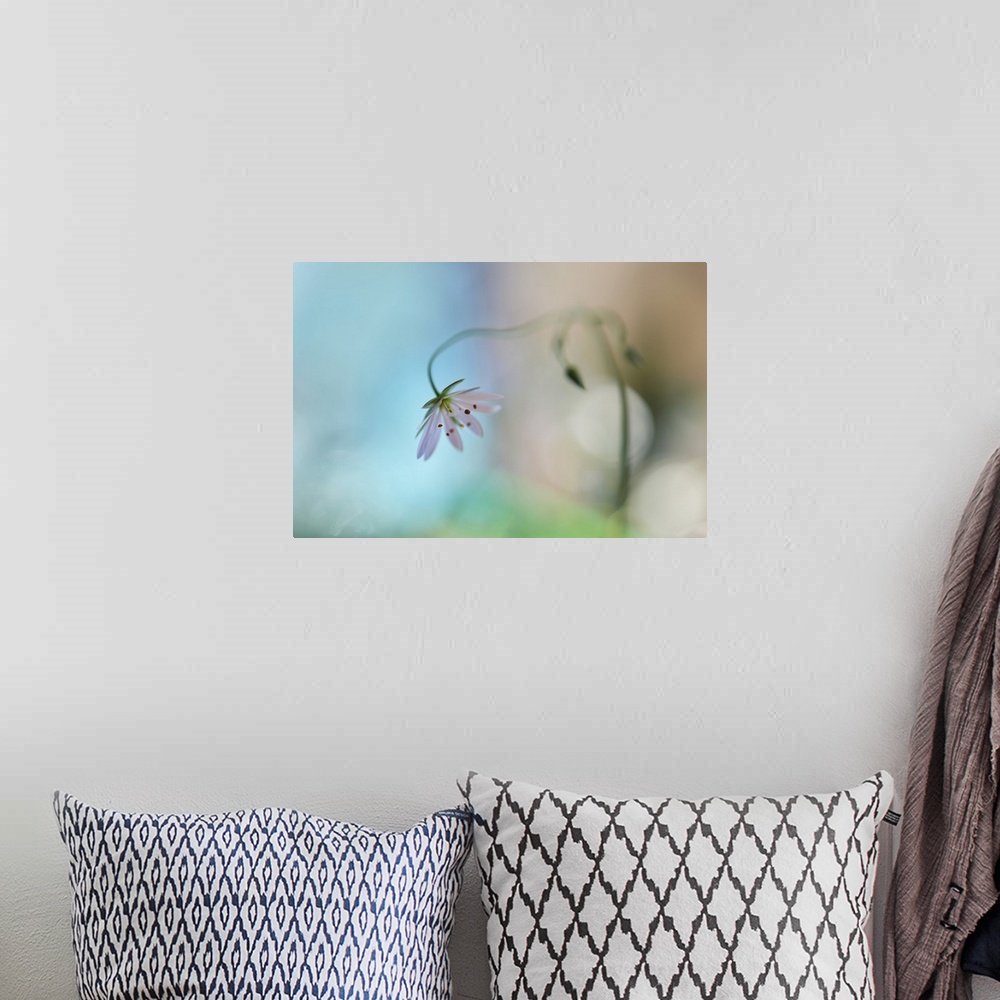 A bohemian room featuring Soft focus image of a leaning white flower with a dreamy look.