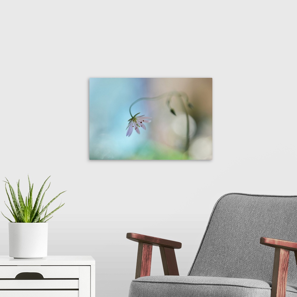 A modern room featuring Soft focus image of a leaning white flower with a dreamy look.
