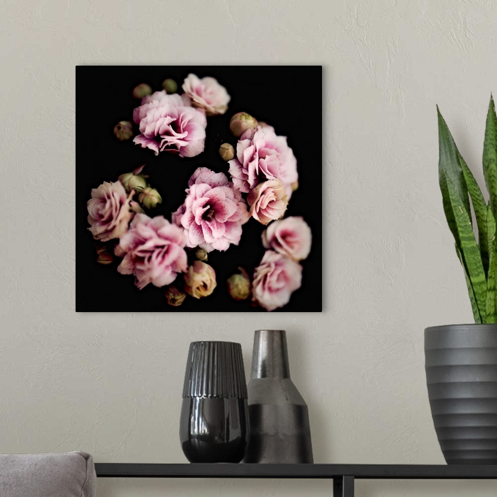 A modern room featuring Square image with a soft focus giving this group of pink flowers a dreamy look.