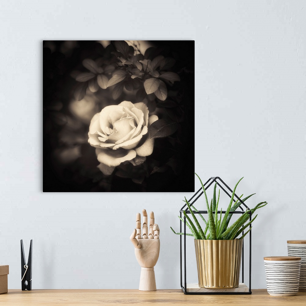 A bohemian room featuring A white rose on a black background