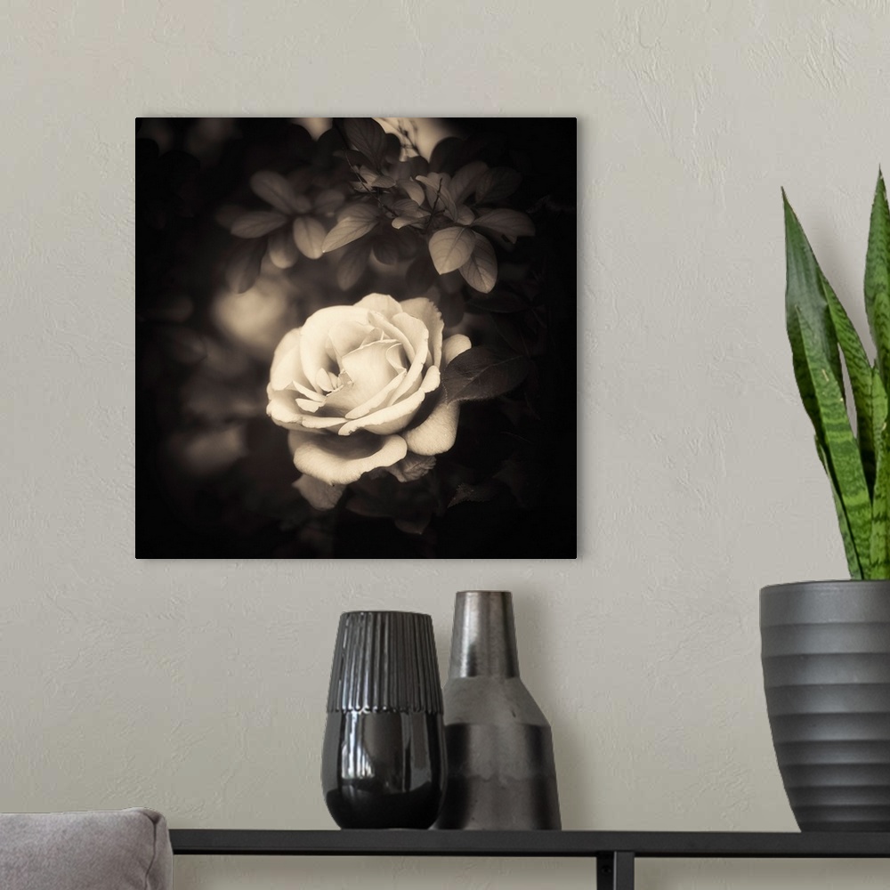 A modern room featuring A white rose on a black background