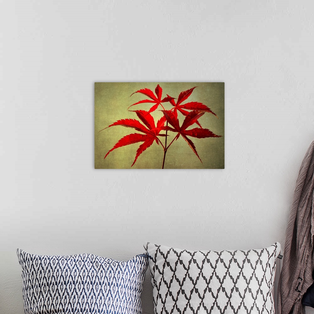 A bohemian room featuring Red maple leaves with photo texture