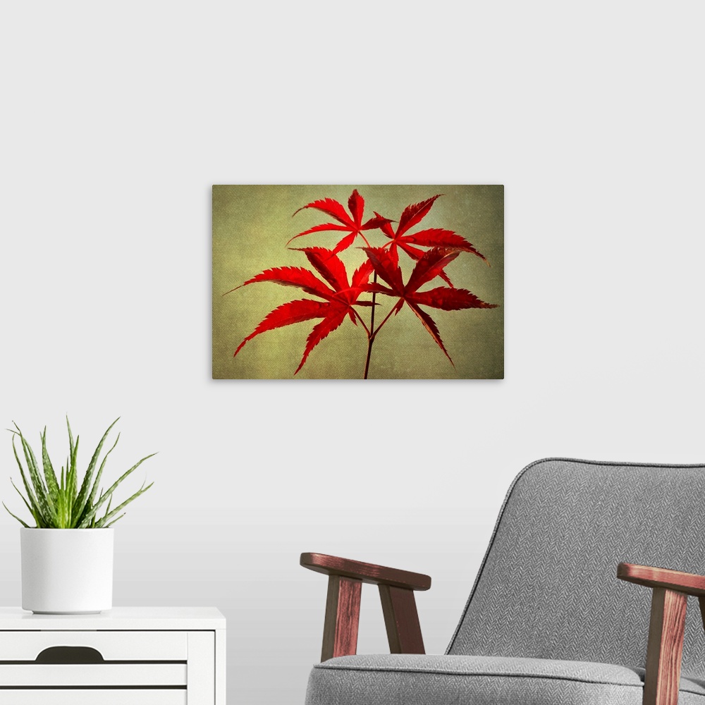 A modern room featuring Red maple leaves with photo texture
