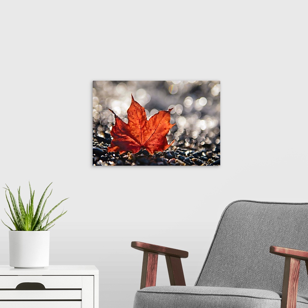 A modern room featuring A photo of an orange leaf sitting upright on pebbles against a blurred background.
