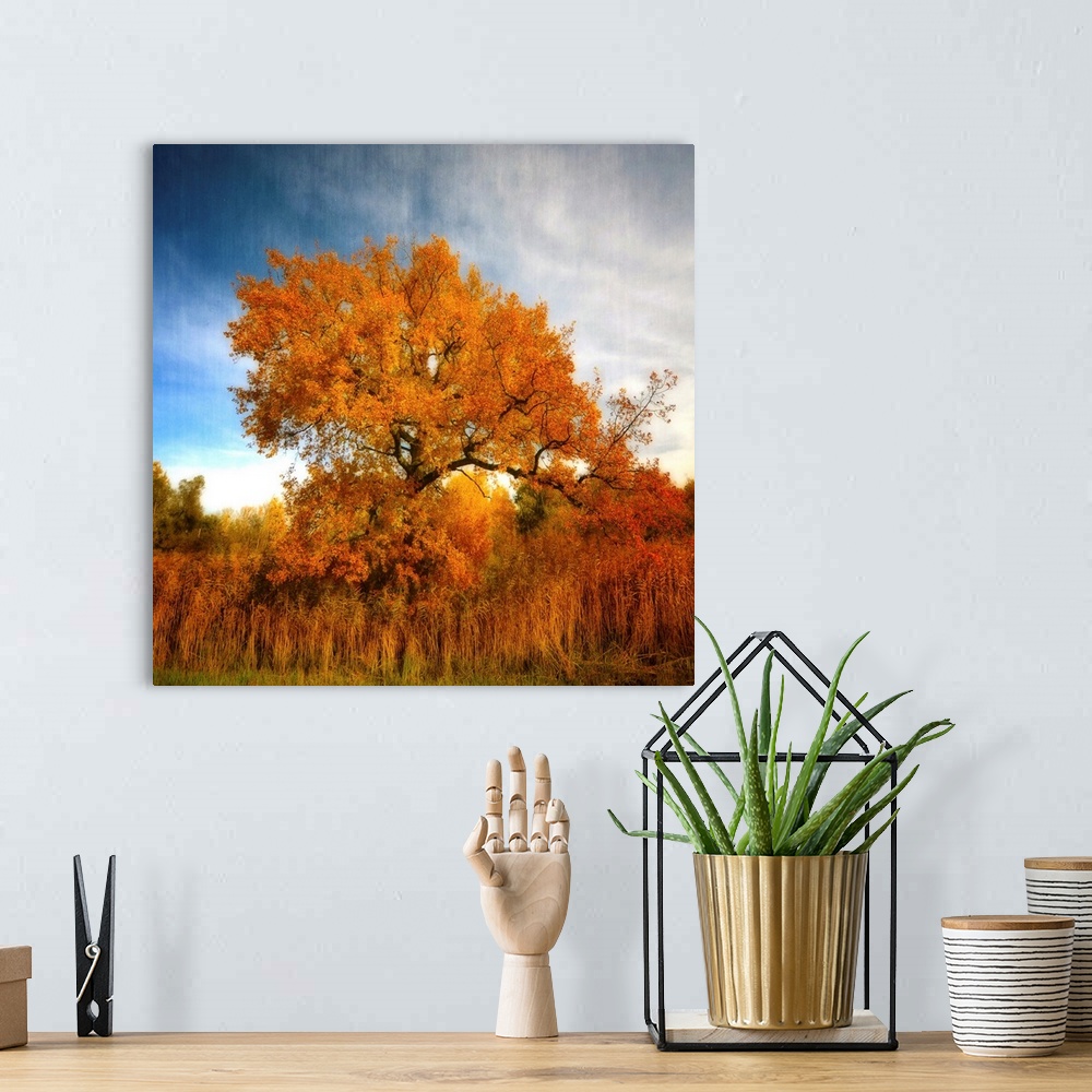A bohemian room featuring A golden tree in autumn