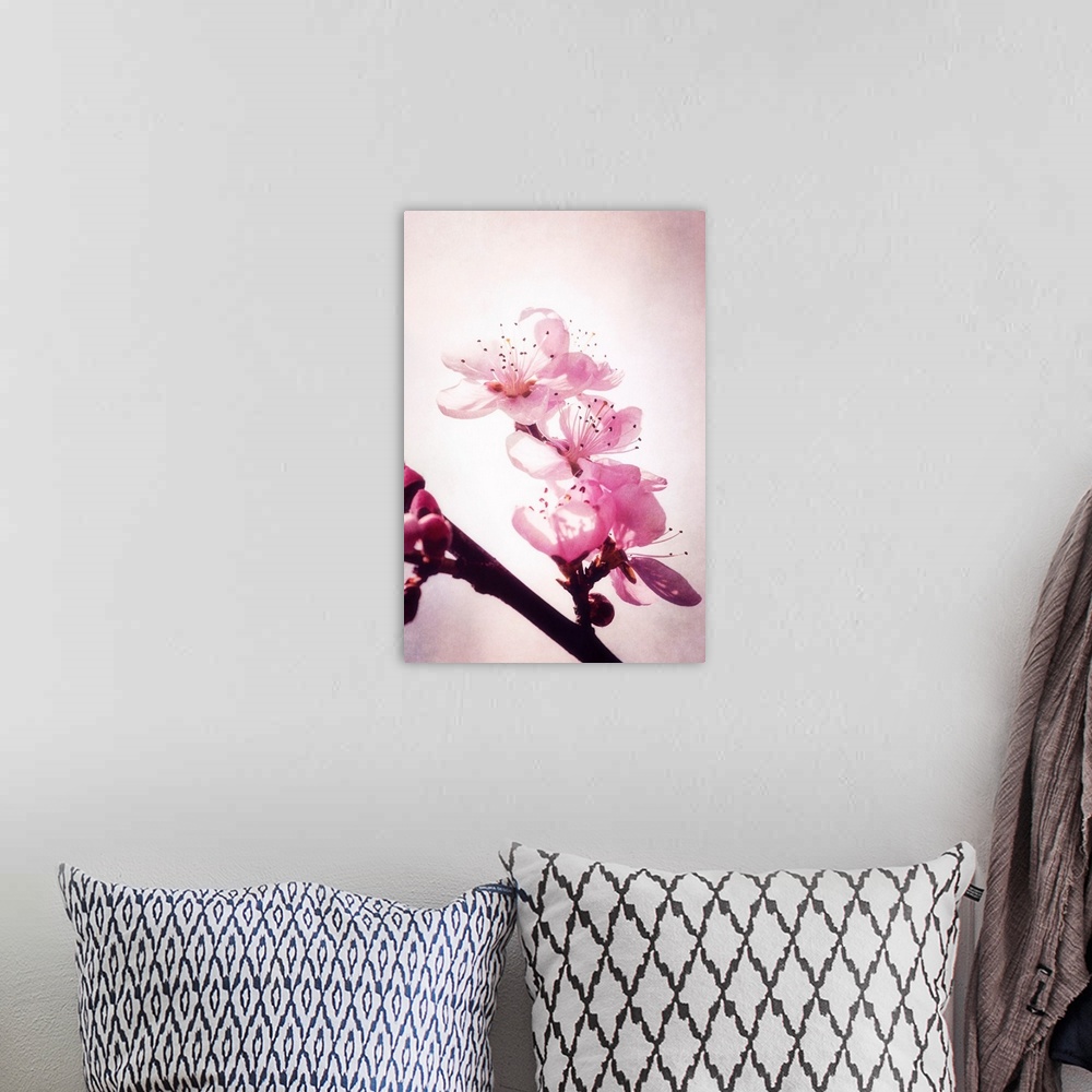 A bohemian room featuring Close-up cherry blossoms with photo texture