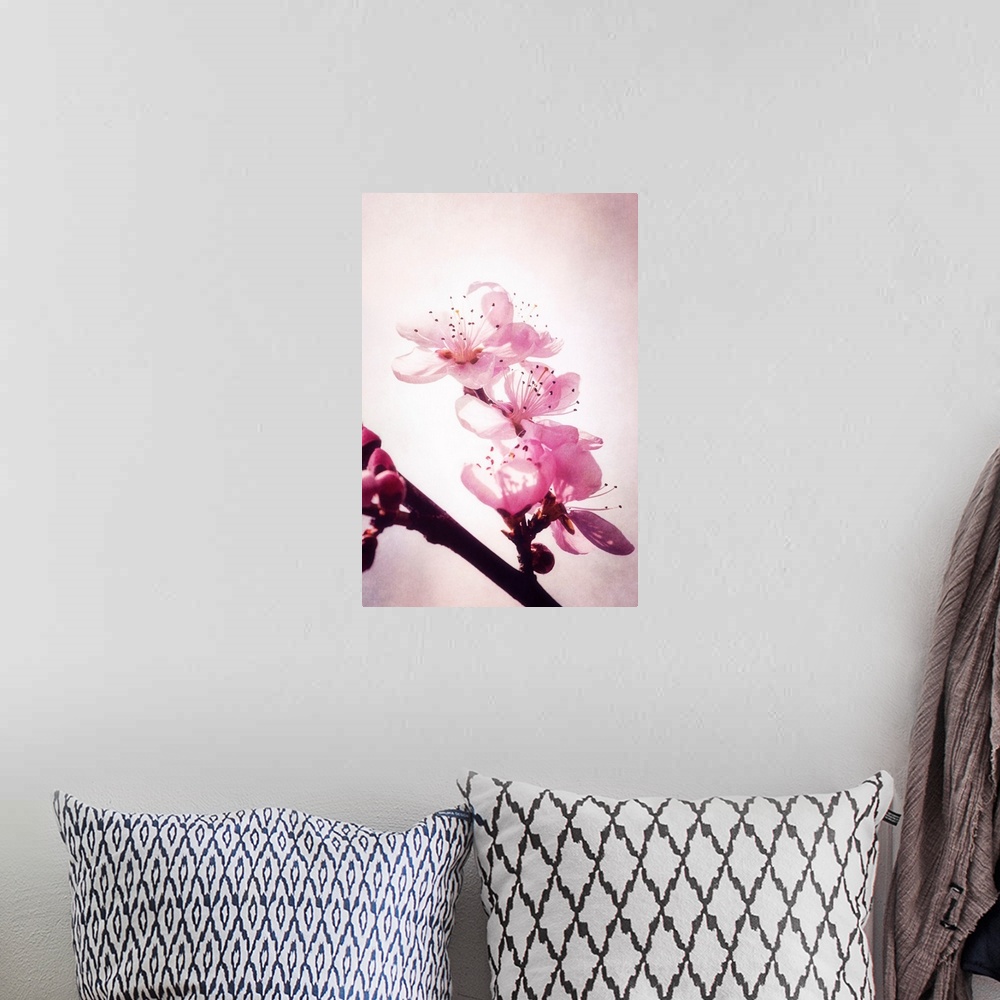 A bohemian room featuring Close-up cherry blossoms with photo texture