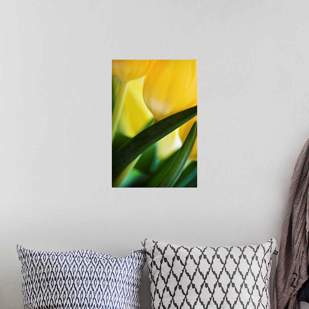 A bohemian room featuring A close up of some fresh soft yellow and green tulips gently folding across the frame.