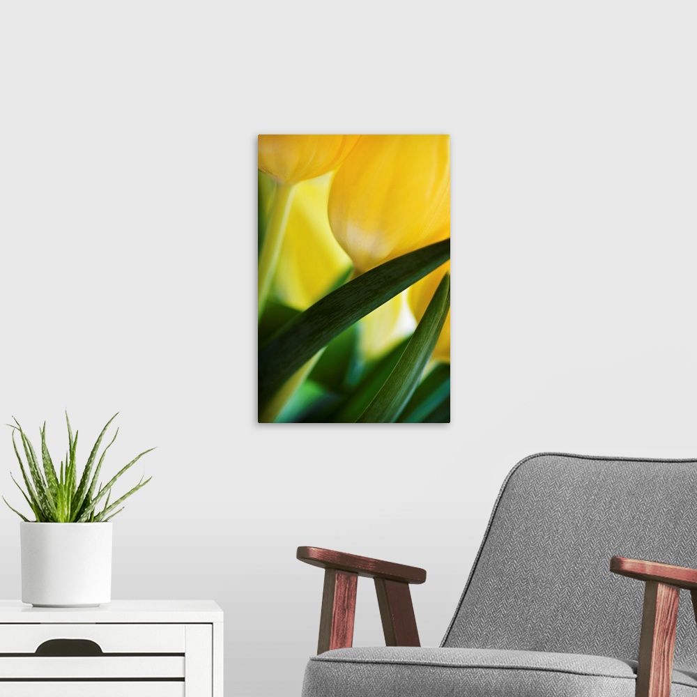 A modern room featuring A close up of some fresh soft yellow and green tulips gently folding across the frame.