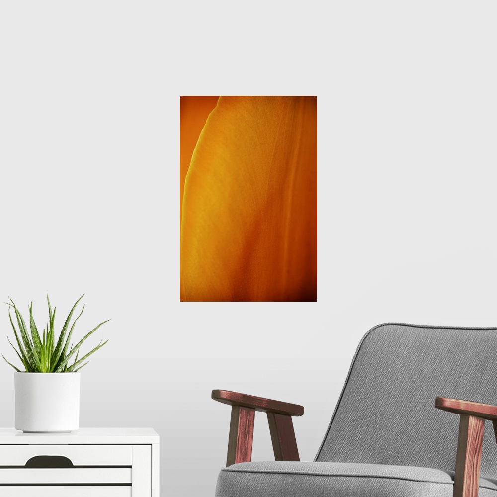 A modern room featuring A warm golden close up of the petals of a beautiful tulip.