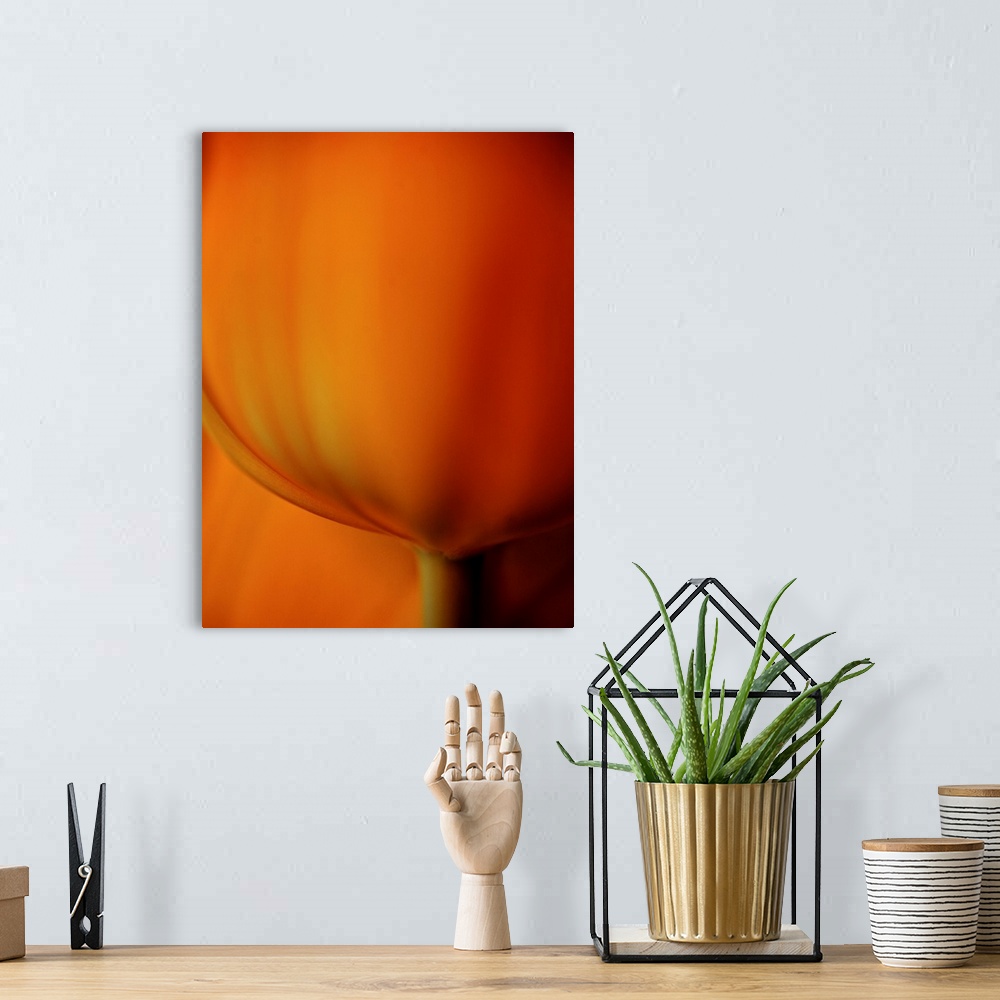 A bohemian room featuring A warm golden close up of the petals of a beautiful tulip.