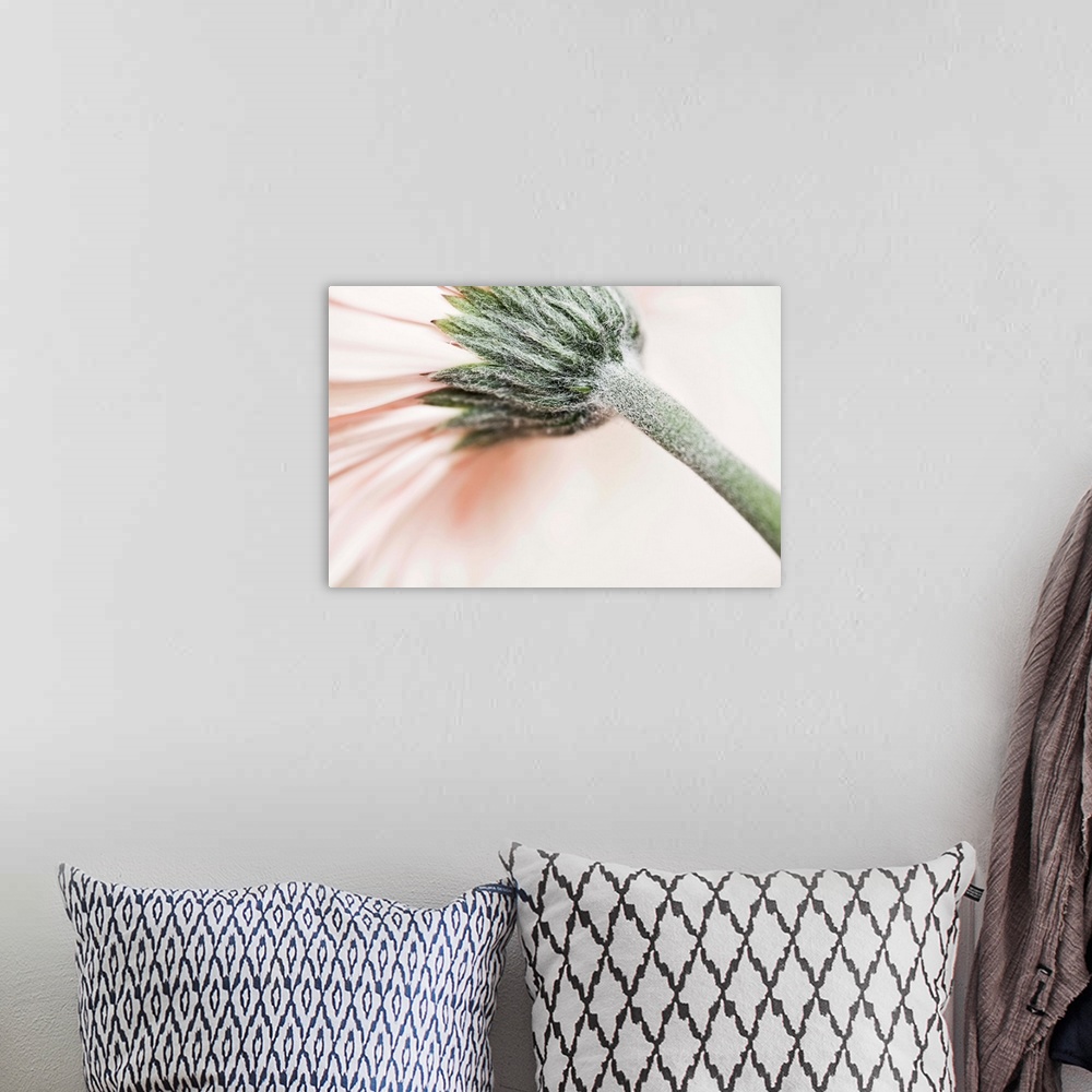 A bohemian room featuring A soft gentle pink flower curving across the frame with a green stalk.