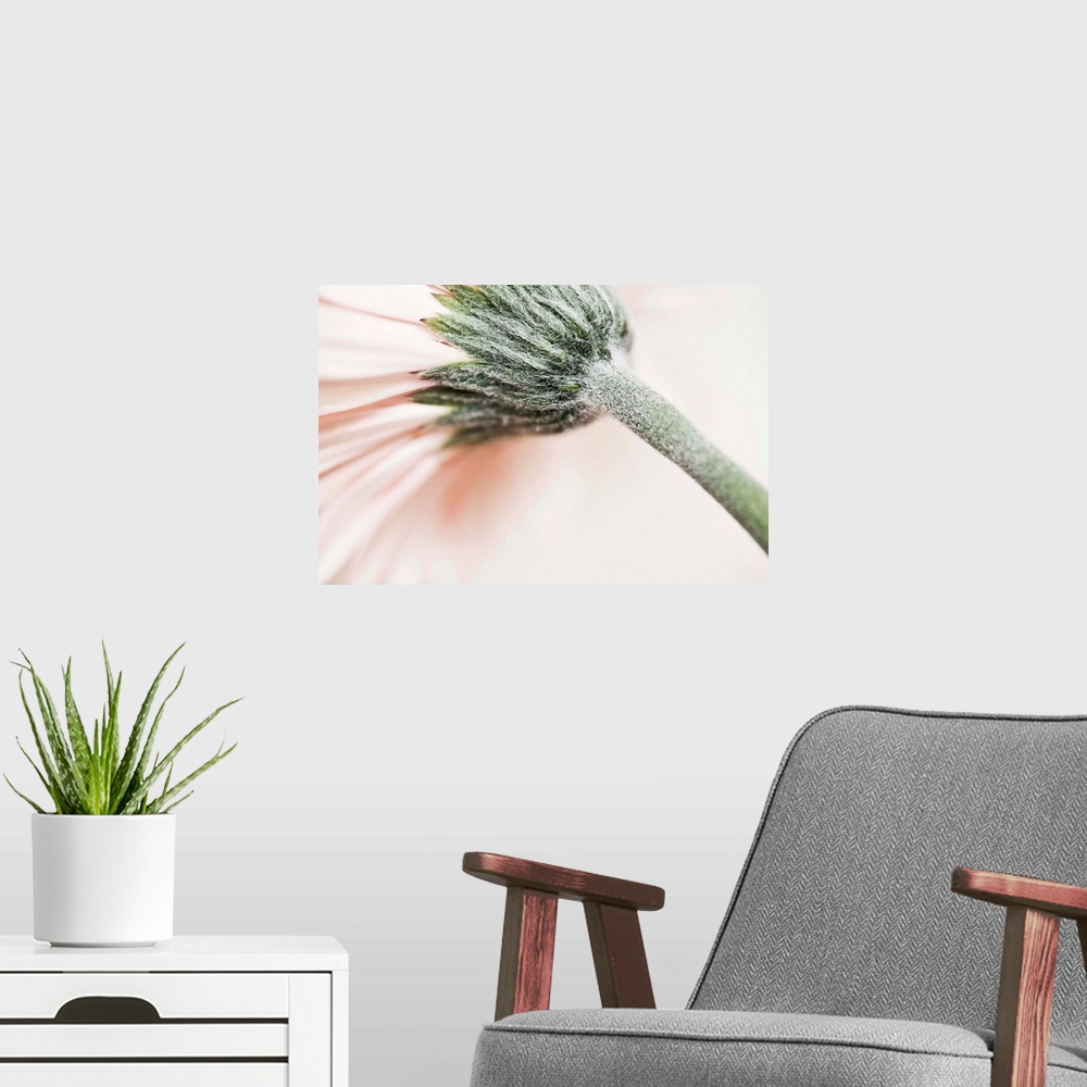 A modern room featuring A soft gentle pink flower curving across the frame with a green stalk.