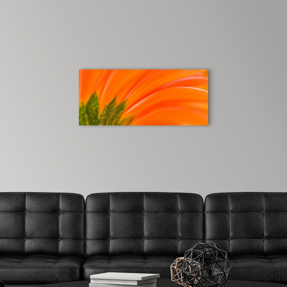 A modern room featuring Artistic photograph of the underside of a daisy, with the calyx in sharp the foreground and the p...