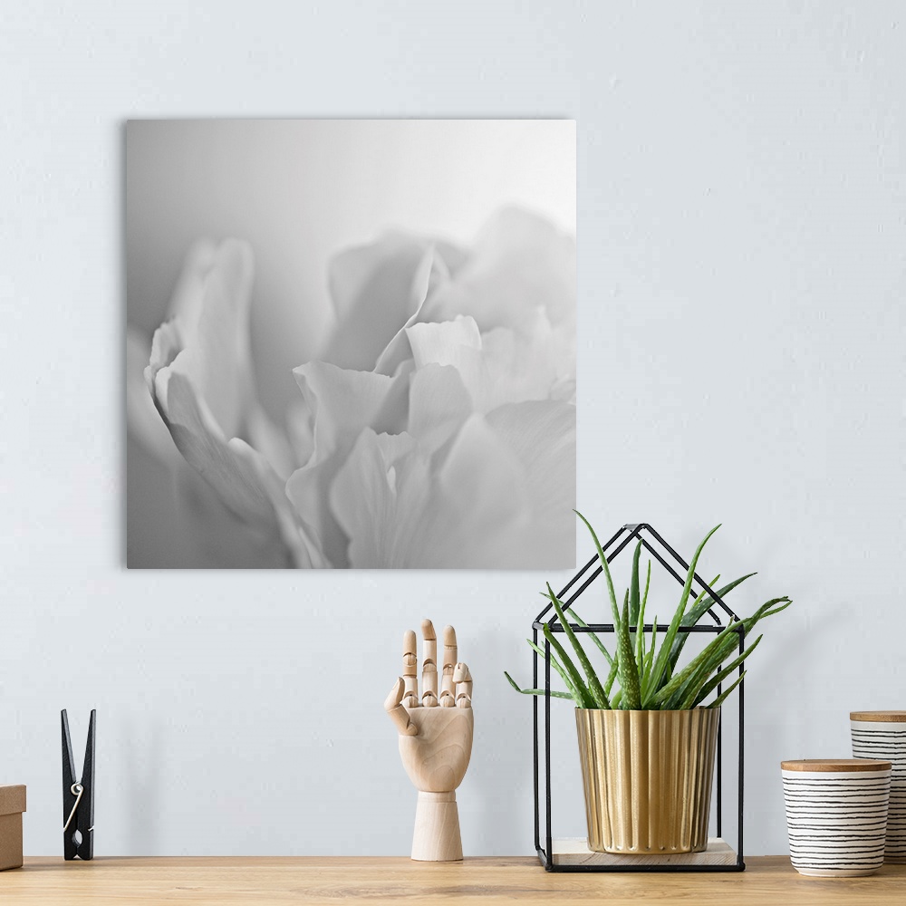 A bohemian room featuring This square wall art has very low contrast in the photograph of a white peony on a white backdrop.