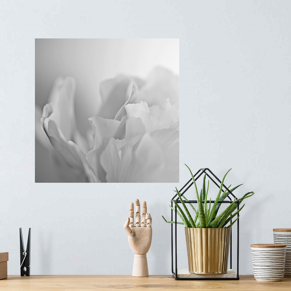 A bohemian room featuring This square wall art has very low contrast in the photograph of a white peony on a white backdrop.