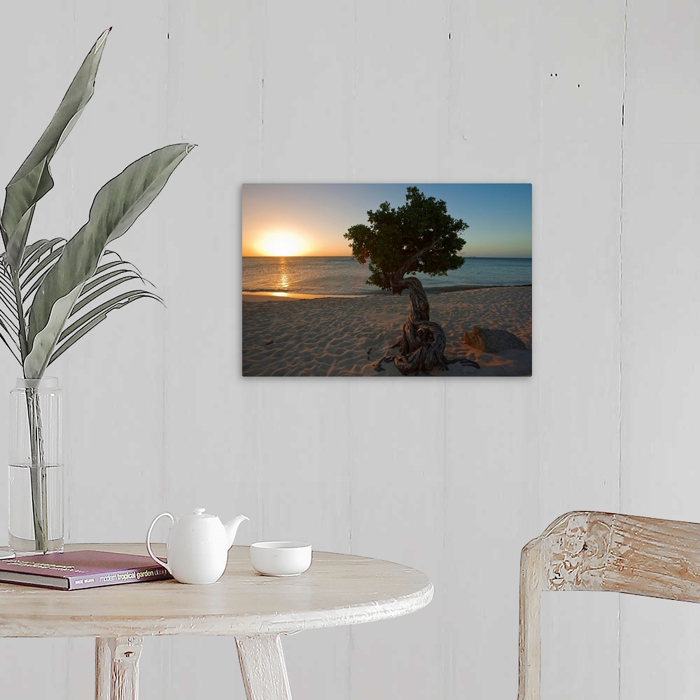 A farmhouse room featuring A lone,  fofoti tree growing on a sandy beach as the sun sets of the ocean in Aruba.