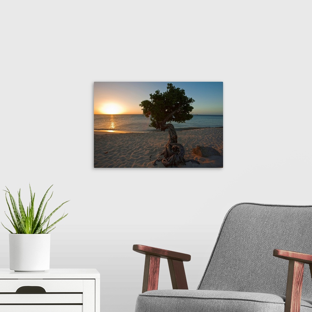 A modern room featuring A lone,  fofoti tree growing on a sandy beach as the sun sets of the ocean in Aruba.