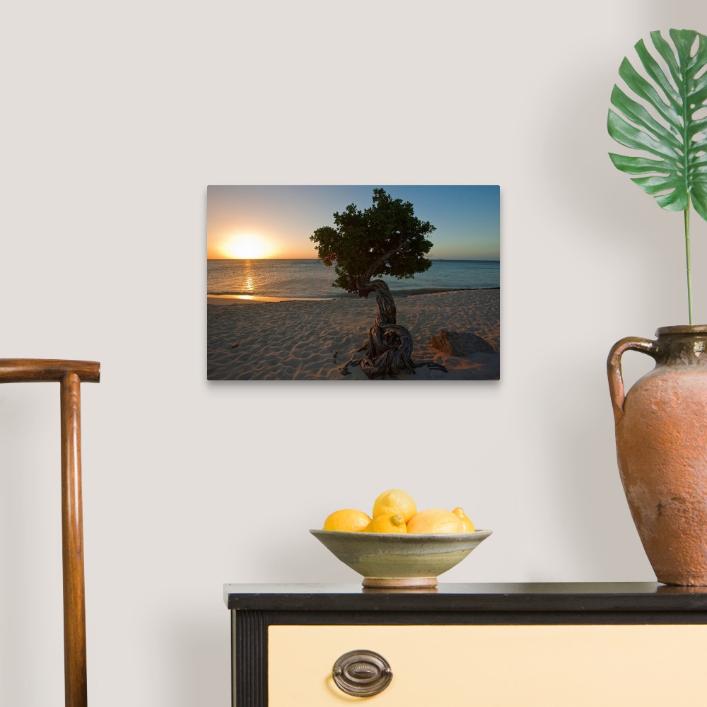 A traditional room featuring A lone,  fofoti tree growing on a sandy beach as the sun sets of the ocean in Aruba.