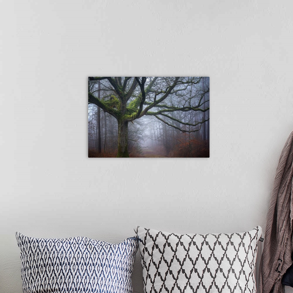 A bohemian room featuring Photograph of an old oak tree covered in green moss in the middle of foggy woods in Autumn.