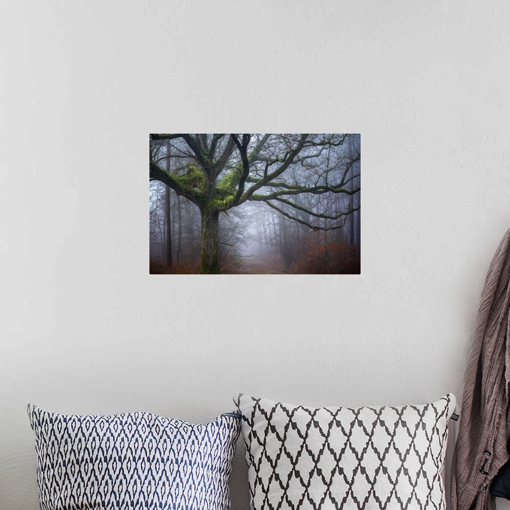A bohemian room featuring Photograph of an old oak tree covered in green moss in the middle of foggy woods in Autumn.