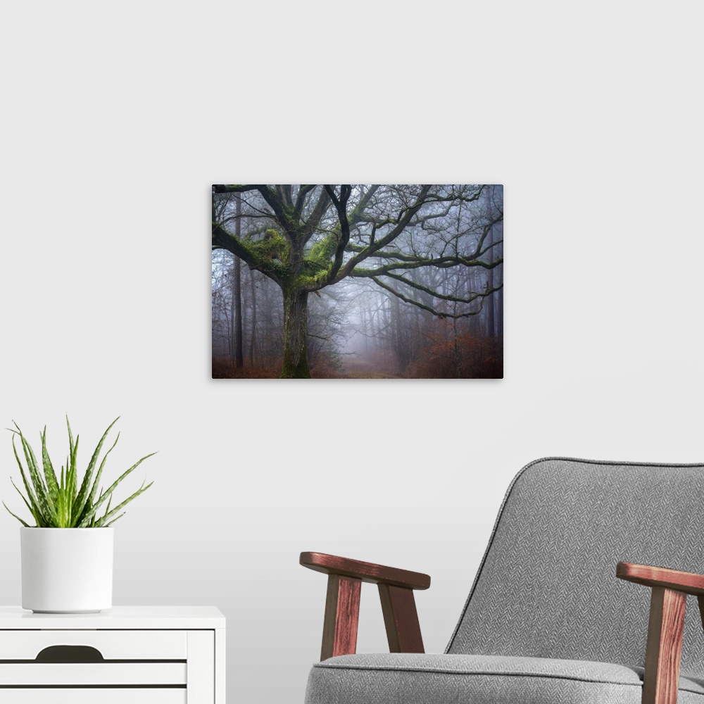 A modern room featuring Photograph of an old oak tree covered in green moss in the middle of foggy woods in Autumn.
