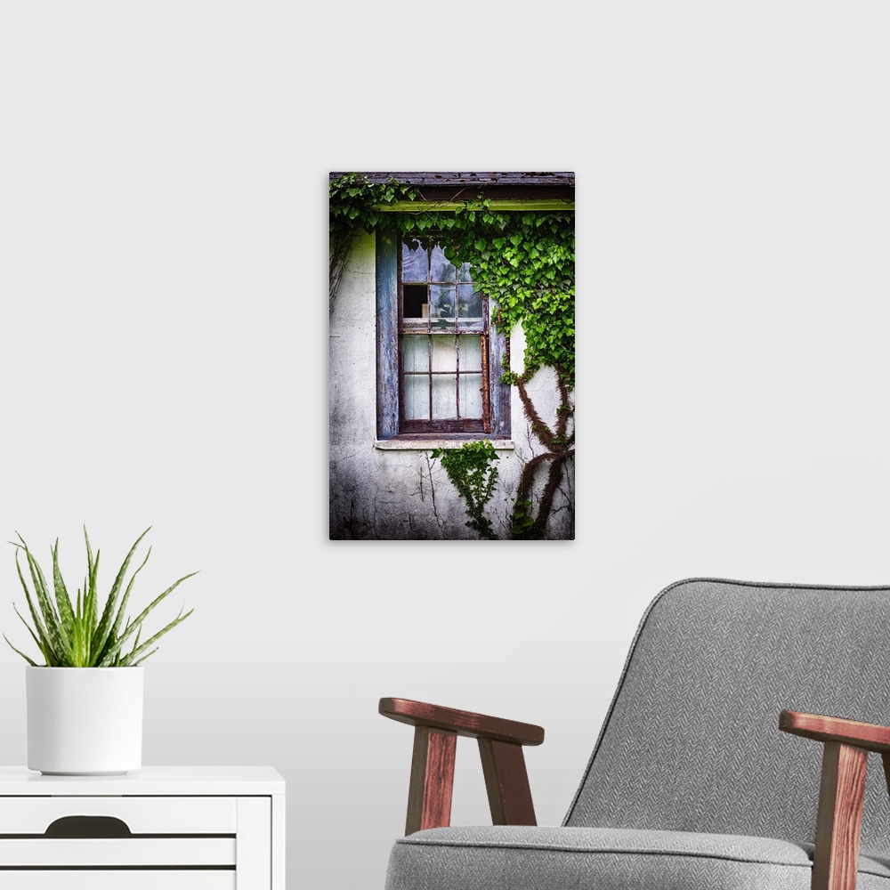 A modern room featuring Close Up View of an Olds Weatherworn Window Overgrown With Ivy
