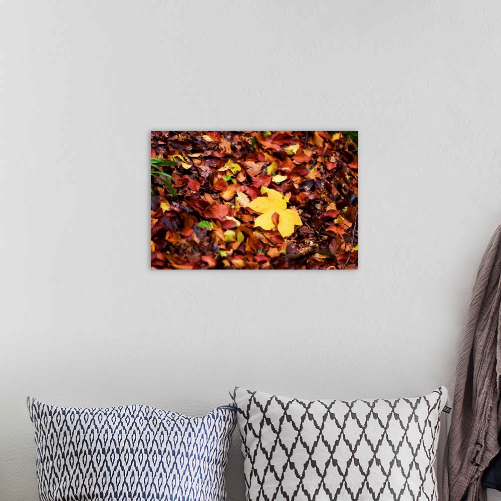 A bohemian room featuring Photograph of a pile of Autumn leaves with a painted look finish.
