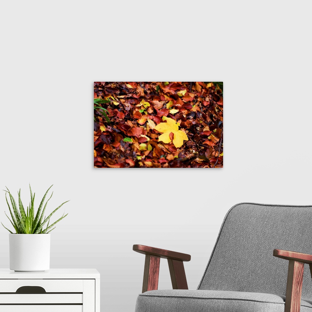 A modern room featuring Photograph of a pile of Autumn leaves with a painted look finish.